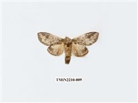 藏品(蔭胯舟蛾)的圖片